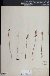 Corallorhiza odontorhiza image