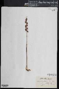 Corallorhiza odontorhiza image