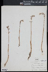 Corallorhiza trifida image