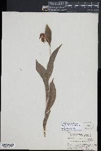 Cypripedium parviflorum var. pubescens image