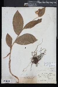 Cypripedium parviflorum var. pubescens image
