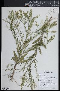 Lepidium densiflorum image