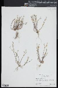 Arenaria serpyllifolia image