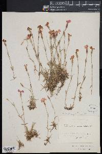 Dianthus gratianopolitanus image