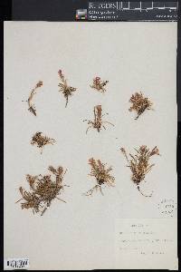 Dianthus glacialis image