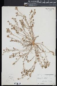 Corrigiola litoralis image
