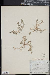 Corrigiola litoralis image