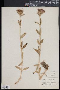 Dianthus barbatus image