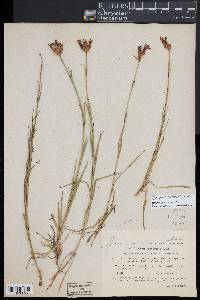 Dianthus carthusianorum image