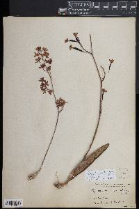Encyclia fucata image