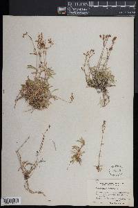 Gypsophila repens image