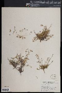 Gypsophila repens image