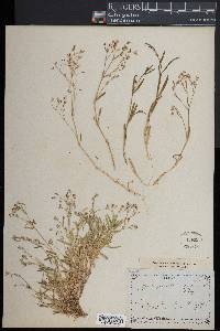 Gypsophila repens image