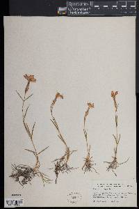 Dianthus superbus image
