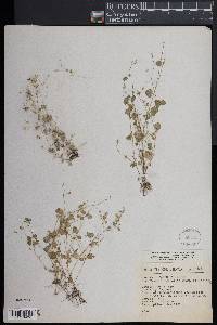 Drymaria gracilis image