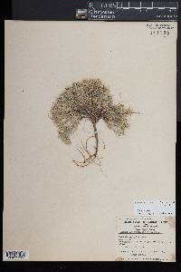 Eremogone franklinii image