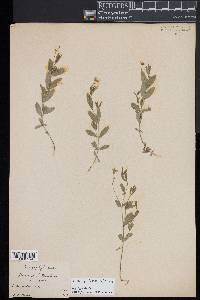 Moehringia lateriflora image