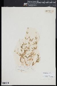 Moehringia lateriflora image