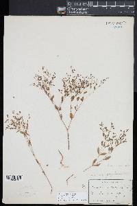 Paronychia canadensis image