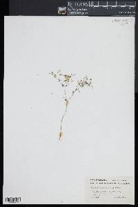 Paronychia canadensis image