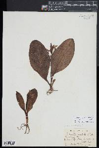 Galearis spectabilis image