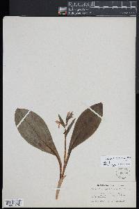 Galearis spectabilis image