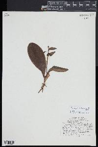 Galearis spectabilis image