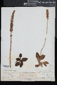 Goodyera pubescens image