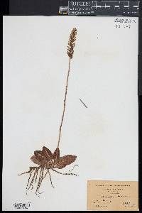 Goodyera pubescens image