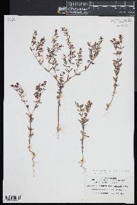 Paronychia fastigiata var. paleacea image