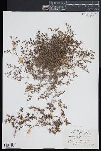 Paronychia fastigiata image