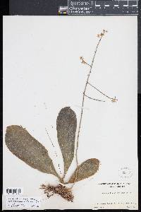 Phalaenopsis deliciosa image