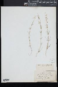 Spergula arvensis image