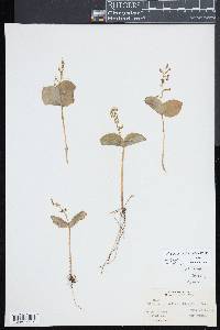 Listera convallarioides image
