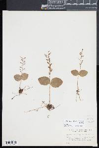 Listera convallarioides image
