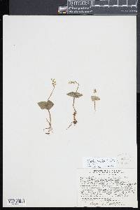 Listera cordata image