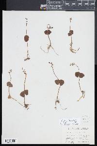 Listera cordata image