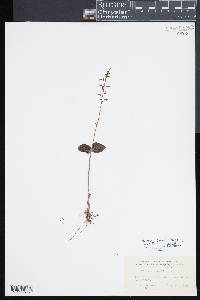 Listera ovata image