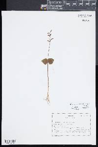 Listera ovata image