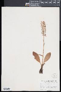 Platanthera bifolia image