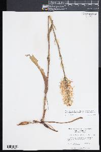 Platanthera blephariglottis image