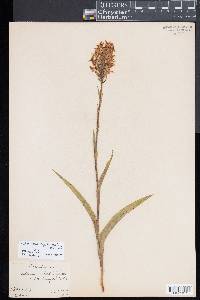 Platanthera blephariglottis image