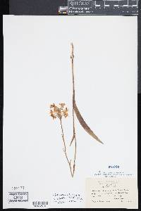Platanthera blephariglottis image