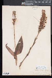 Platanthera blephariglottis image