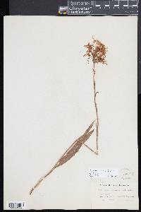 Platanthera ciliaris image