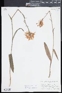 Platanthera ciliaris image