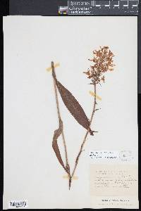 Platanthera ciliaris image