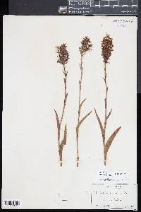Platanthera ciliaris image