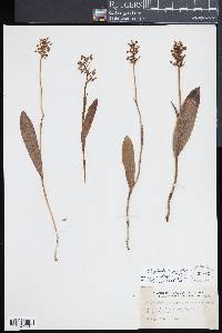 Platanthera clavellata image