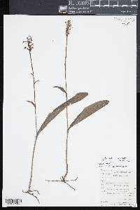 Platanthera clavellata image